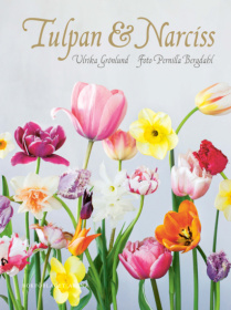 Tulpan & narciss Tulpan & narciss