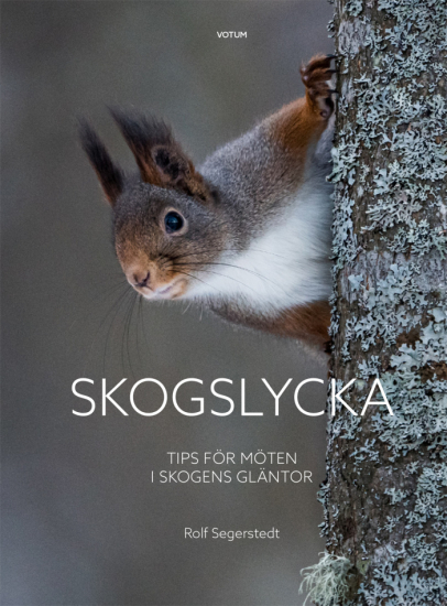 Skogslycka - tips för möten i skogens gläntor 1