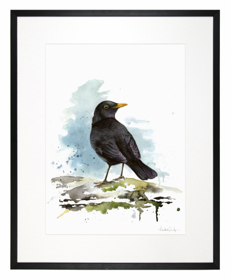 Koltrast 40x50