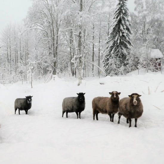 Glasunderlägg med värmlandsfår i snö