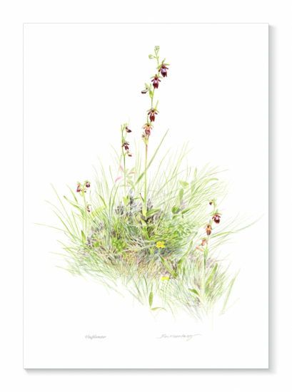 Flugblomster