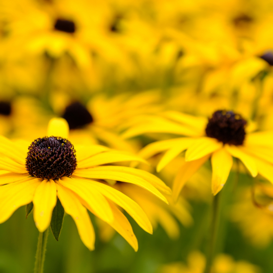 Strålrudbeckia Goldsturm 15-pack 1