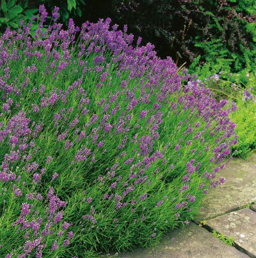 Lavendel 'Munstead' 15-pack i gruppen Landshopping.se / Trädgård hos Landshopping (10081_GTG30024-15)