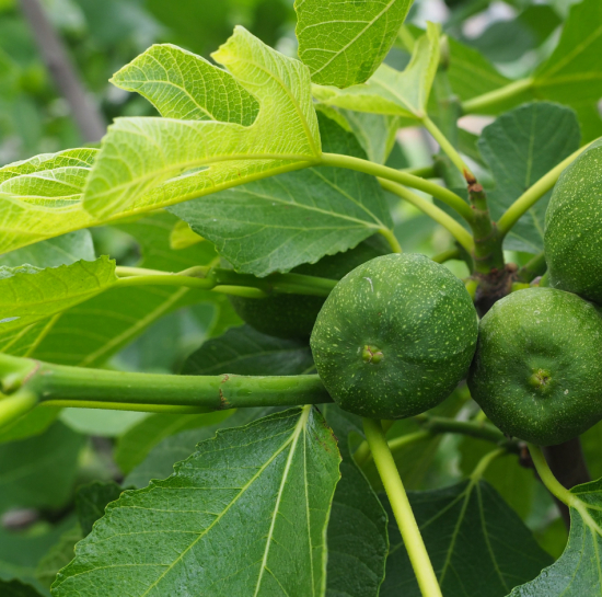 Ficus carica 