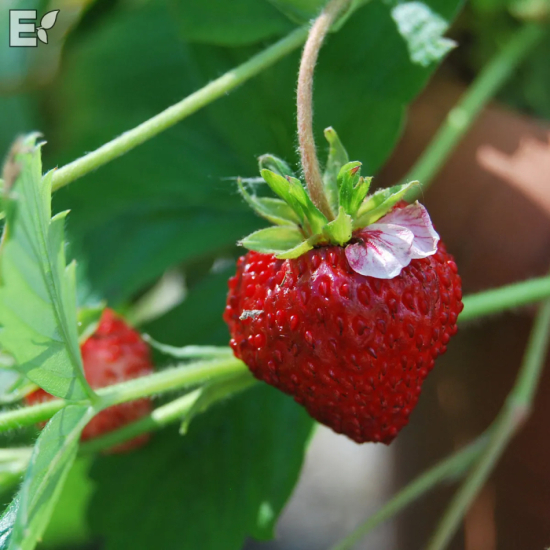 Smulgubbe i gruppen Landshopping.se / Trädgård / Växter hos Landshopping (10142_100507)