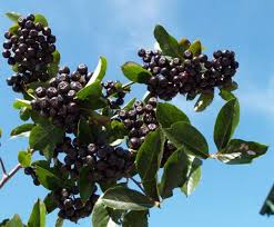 Aronia Nero 1