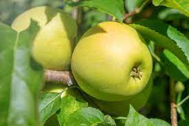 Golden Delicious 1