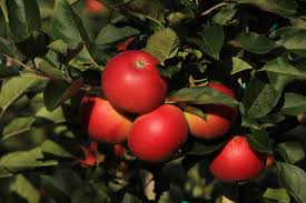 Discovery Äpple