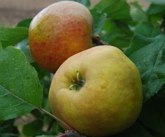 Belle Beskoop Äpple 1