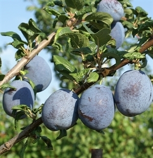 Haganta Plommon