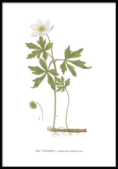 Botaniska Poster på Blommor 21x30 