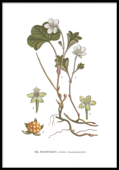 Botaniska Poster på Bär 21x30 1