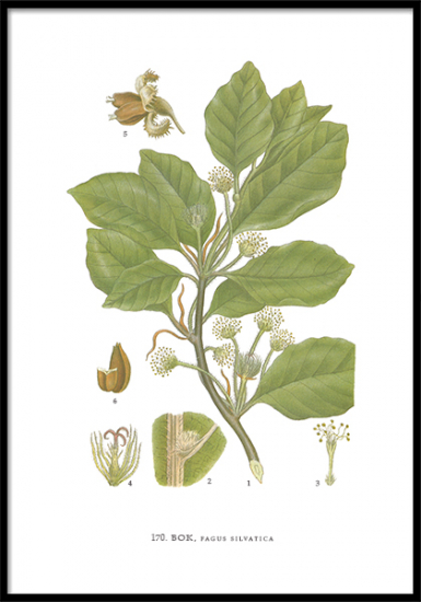 Poster Bok
