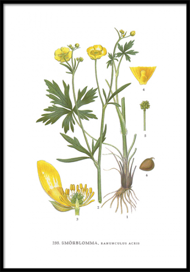 Poster Smörblomma