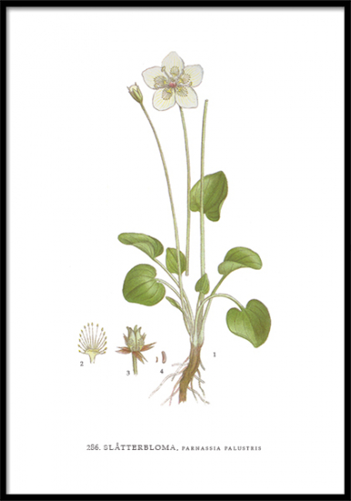 Poster Slåtterblomma