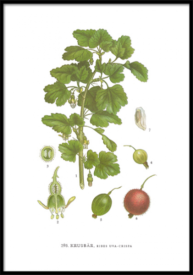 Poster Krusbär