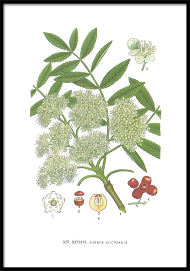 Poster Rönn