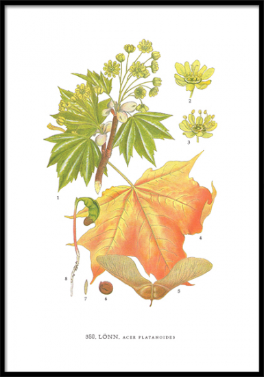 Poster Lönn