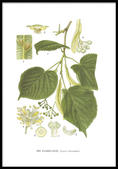 Poster Parklind