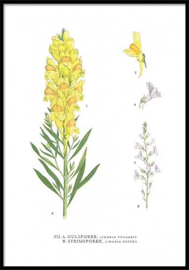 Poster Gulsporre