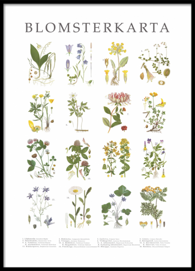 Poster Blomsterkarta - stora 50x70 cm
