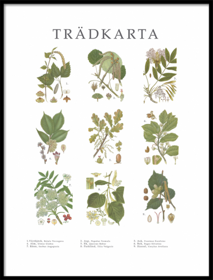 Poster Trädkarta - lilla 30x40 cm