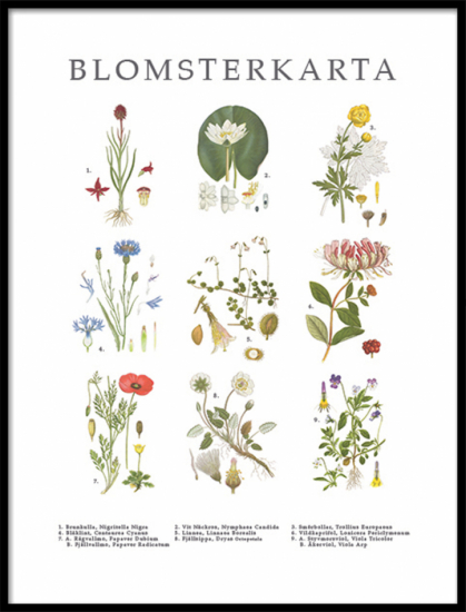 Poster Blomsterkarta 1