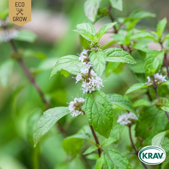 Mynta - Rotundifolia