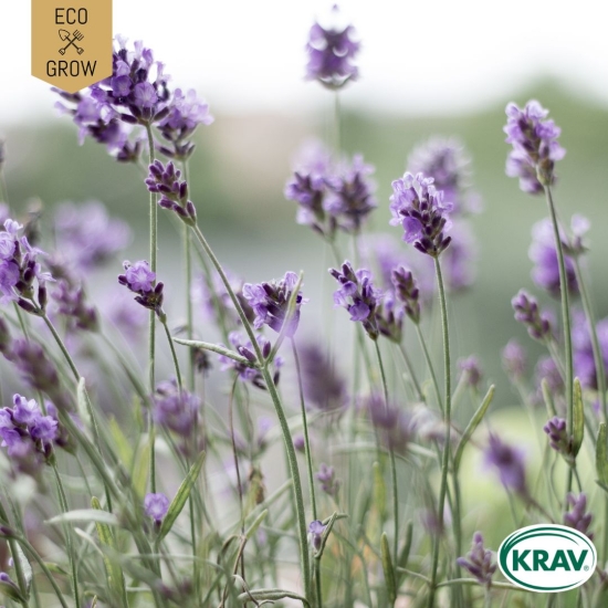 Lavendel