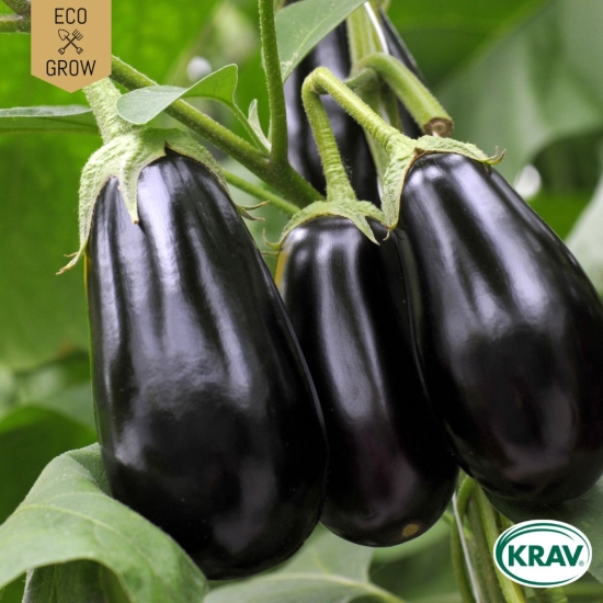 Aubergine - Black Beauty