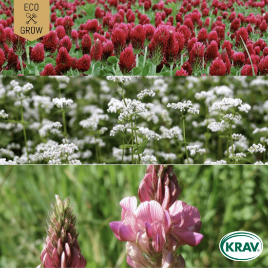 Gröngödsling Mix - Aftercrop Mixture