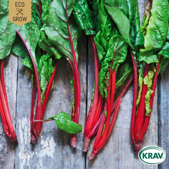 Mangold - Red Rhubarb