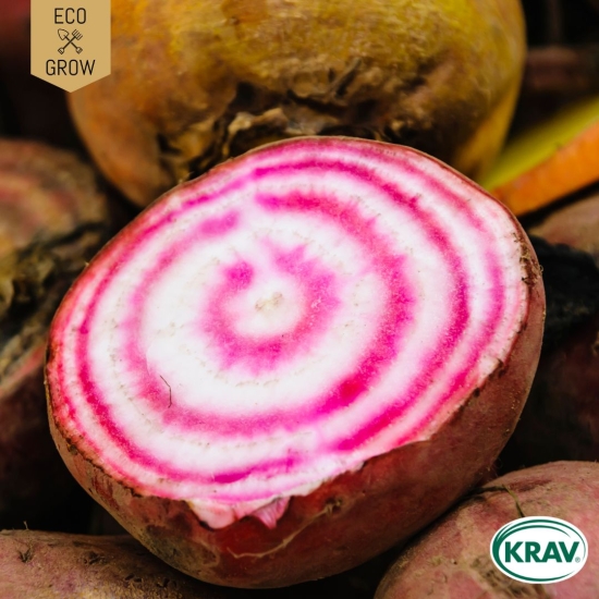 Polkabeta - Chioggia