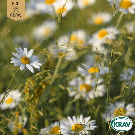 Prästkrage - Ox-Eye Daisy