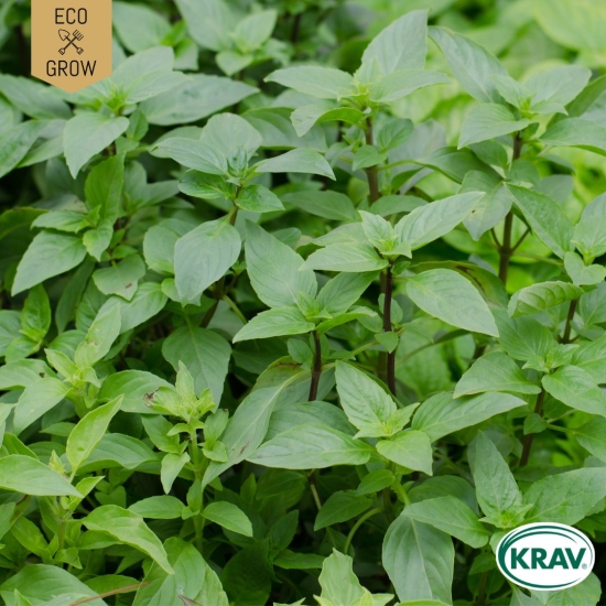 Thaibasilika - Sweet Thai Basil
