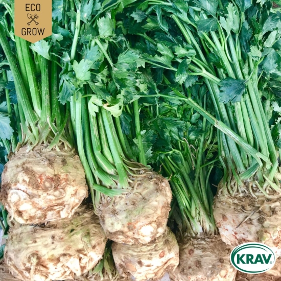 Rotselleri - Roem van Zwijndrecht