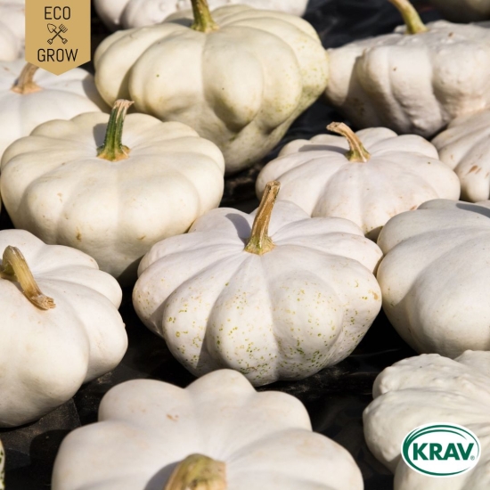 Musselsquash - Pâtisson Blanc