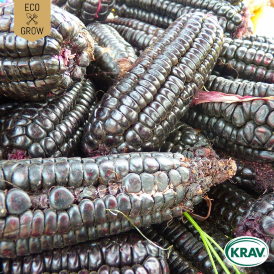 Popcornmajs - Zea Mays