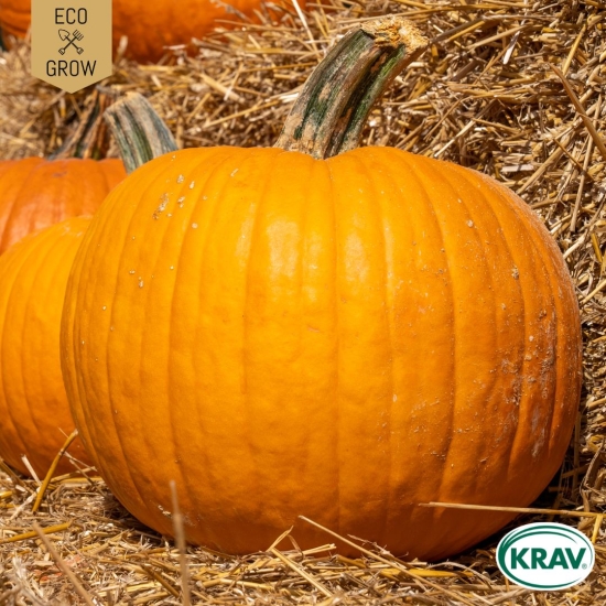 Halloweenpumpa - Jack O’Lantern