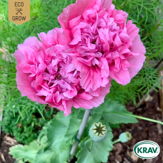 Pionvallmo  - Papaver Somniferum