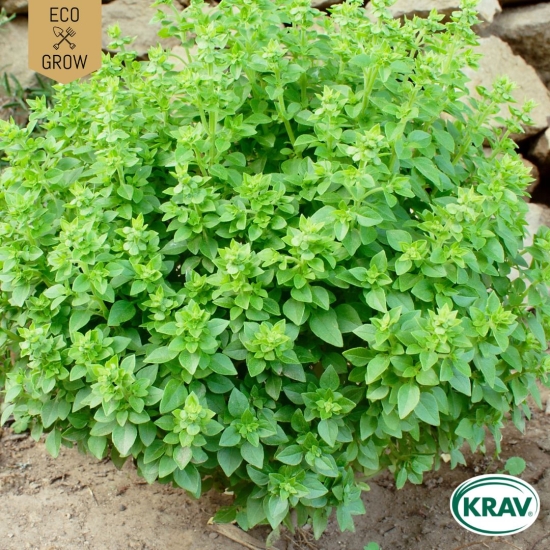Buskbasilika - Greek Basil