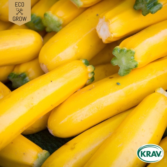 Sommarsquash - Selection Sativa