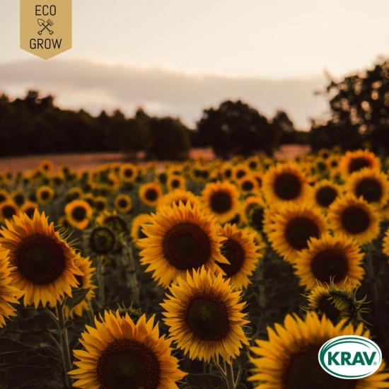 Solros - Helianthus Annuus