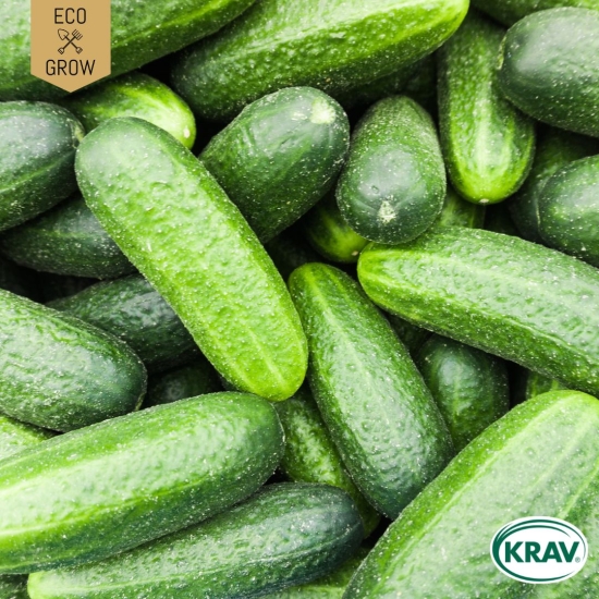 Druvgurka - Cornichon de Paris