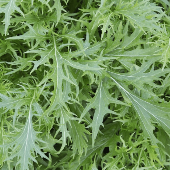 Mizuna - Brassica rapa var. Japonica