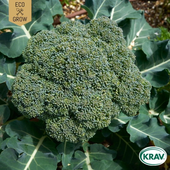 Broccoli - Calabrese Natalino