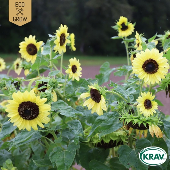 Solros - Primrose