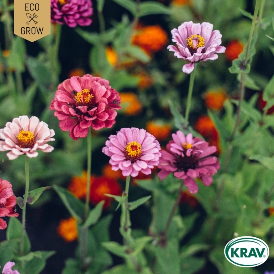 Zinnia - Carrousel