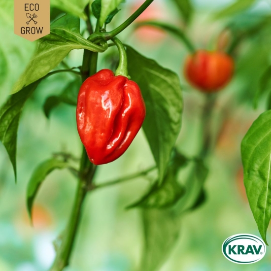 Chilipeppar - Habanero Tropical Red