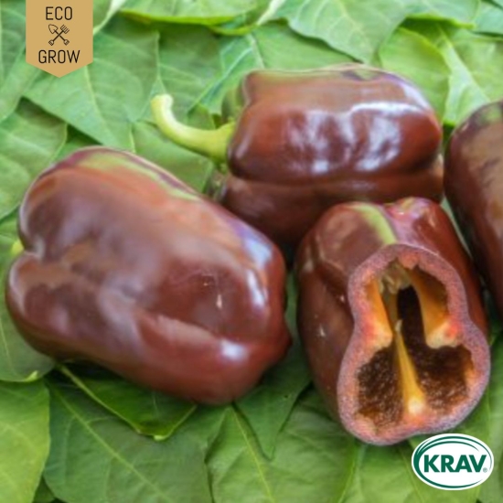 Paprika - Chocobell
